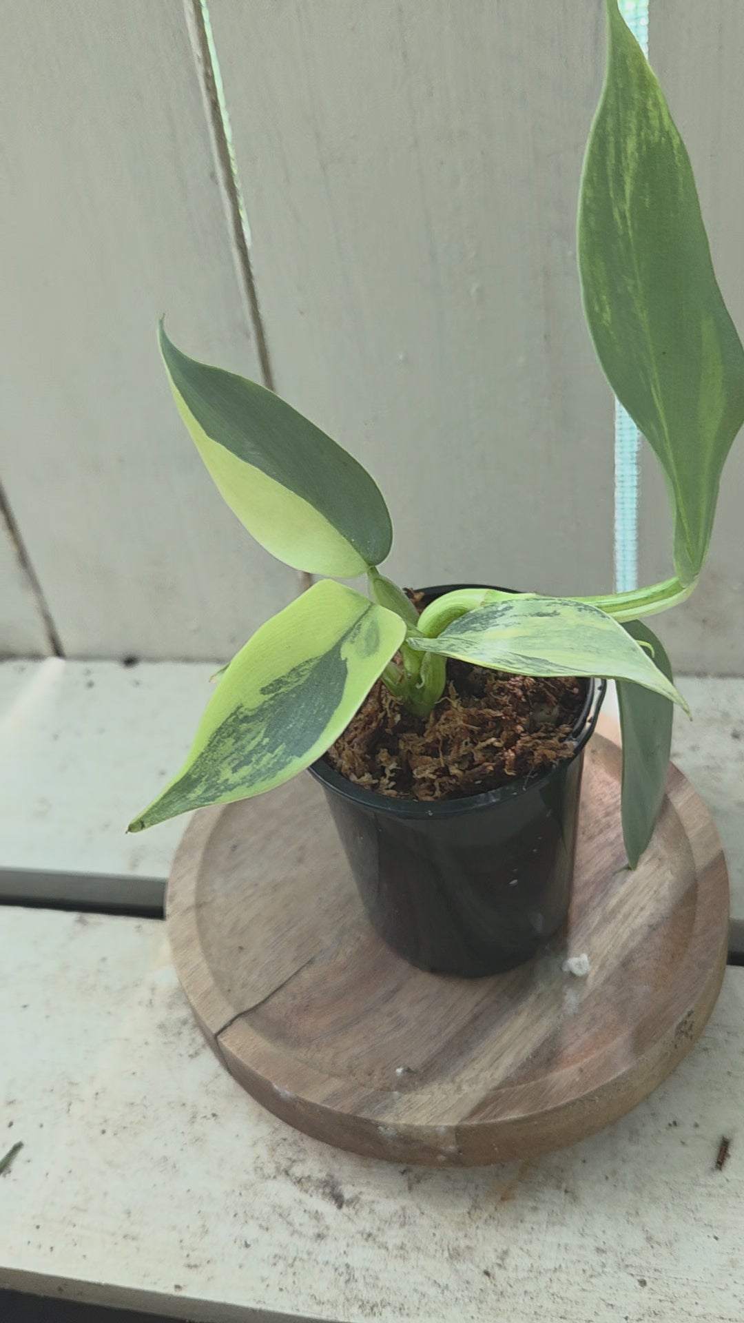 Variegated Philodendron Hastatum aka Silver Sword half moon rare indoor plant