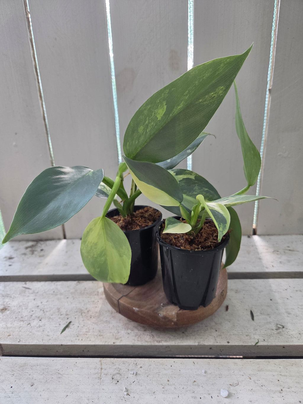 Variegated Philodendron Hastatum aka Silver Sword half moon rare indoor plant