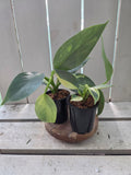 Variegated Philodendron Hastatum aka Silver Sword half moon rare indoor plant