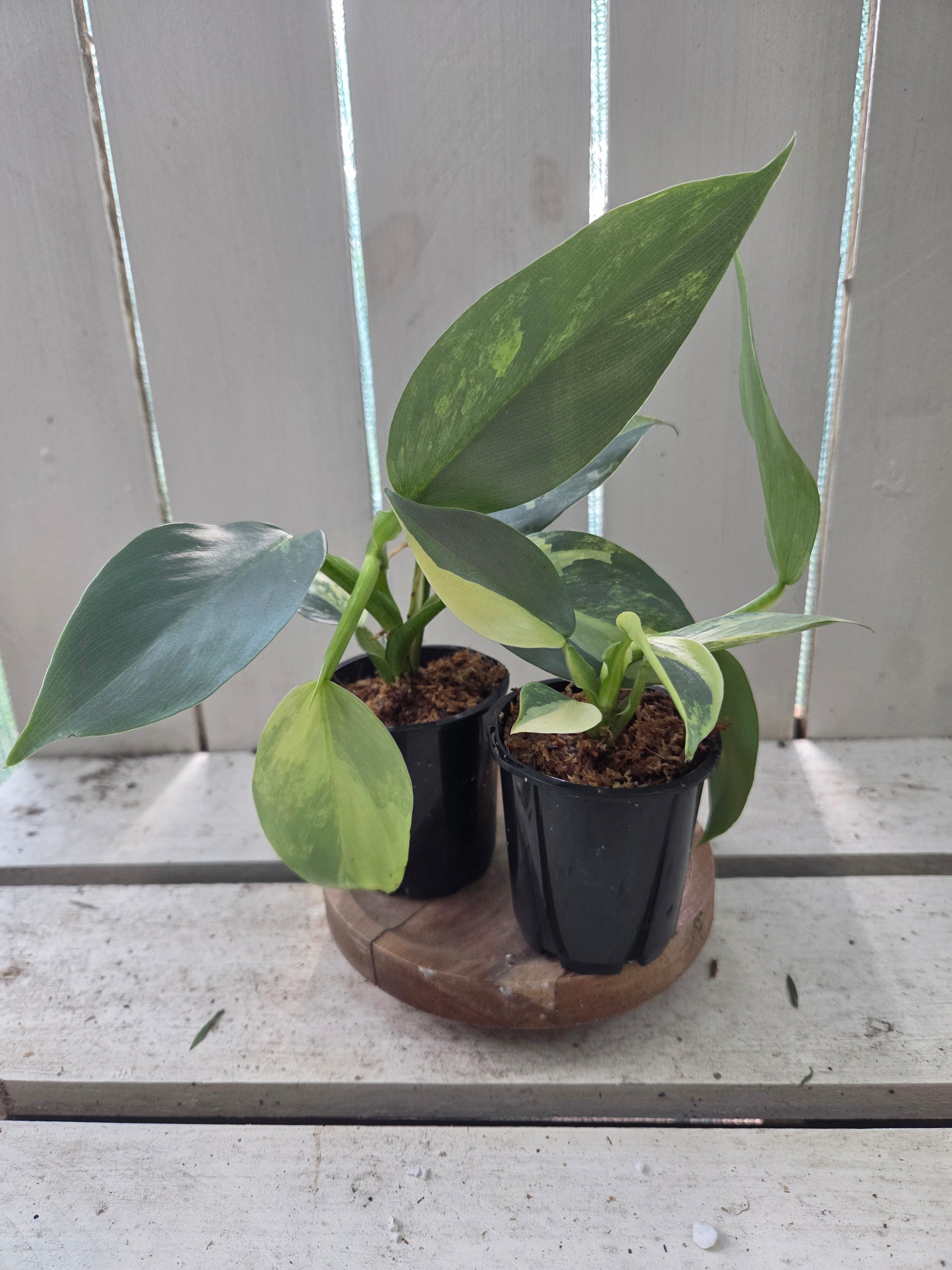 Variegated Philodendron Hastatum aka Silver Sword half moon rare indoor plant