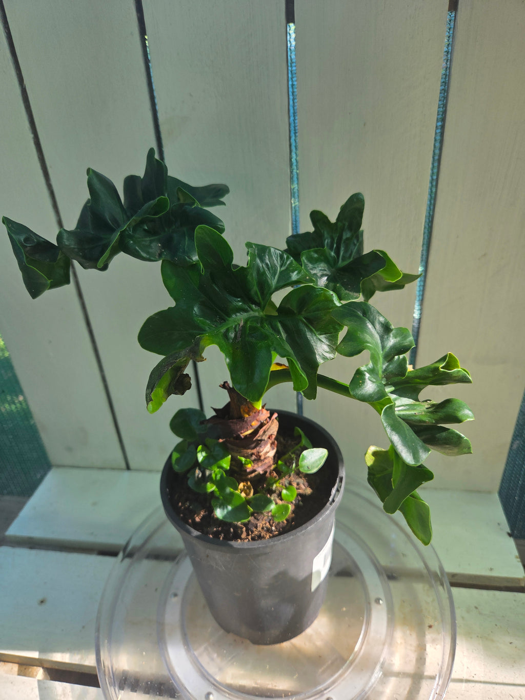 Philodendron Super Atom