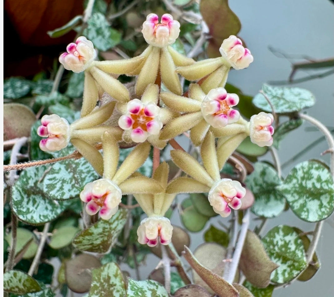 Hoya Curtisii Baby Botanics