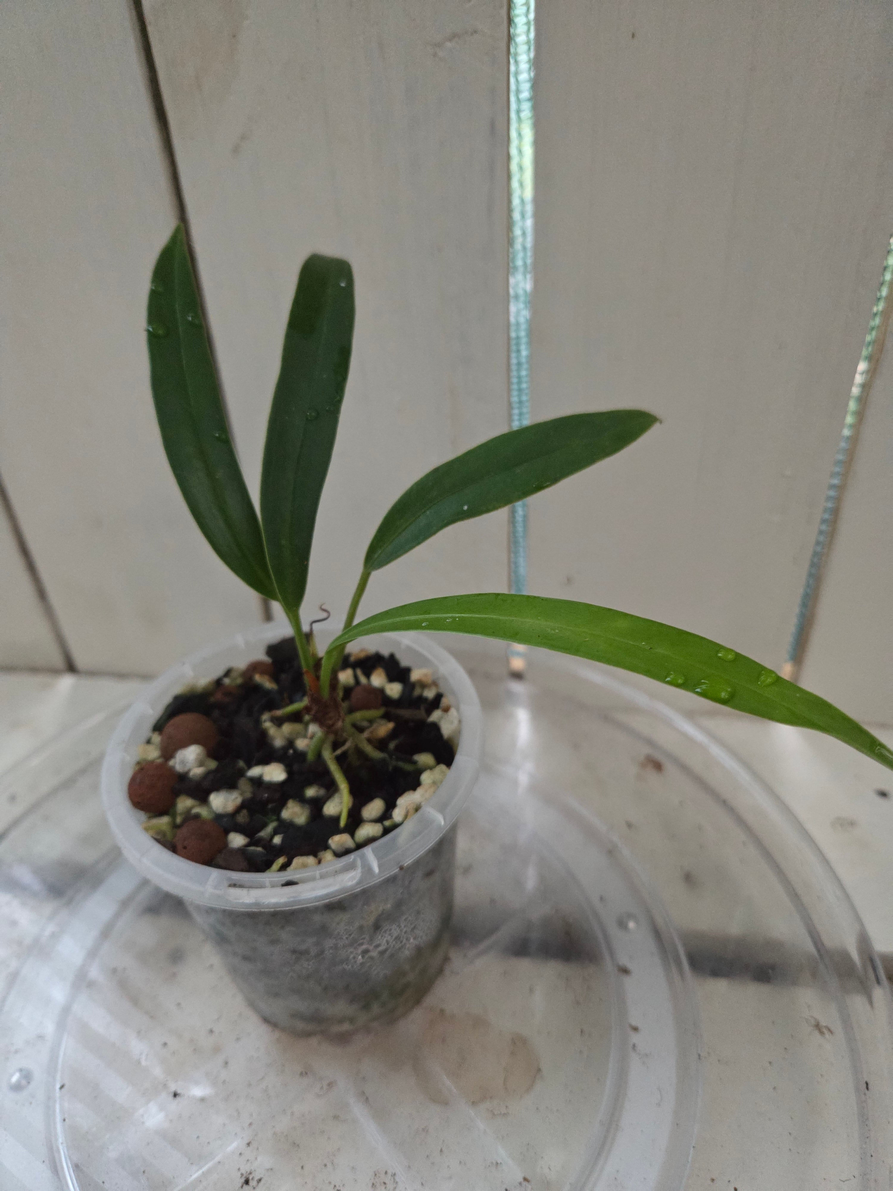 Anthurium Bakeri