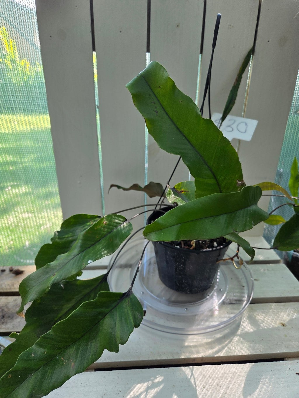 Pyrrosia lingua Variegata