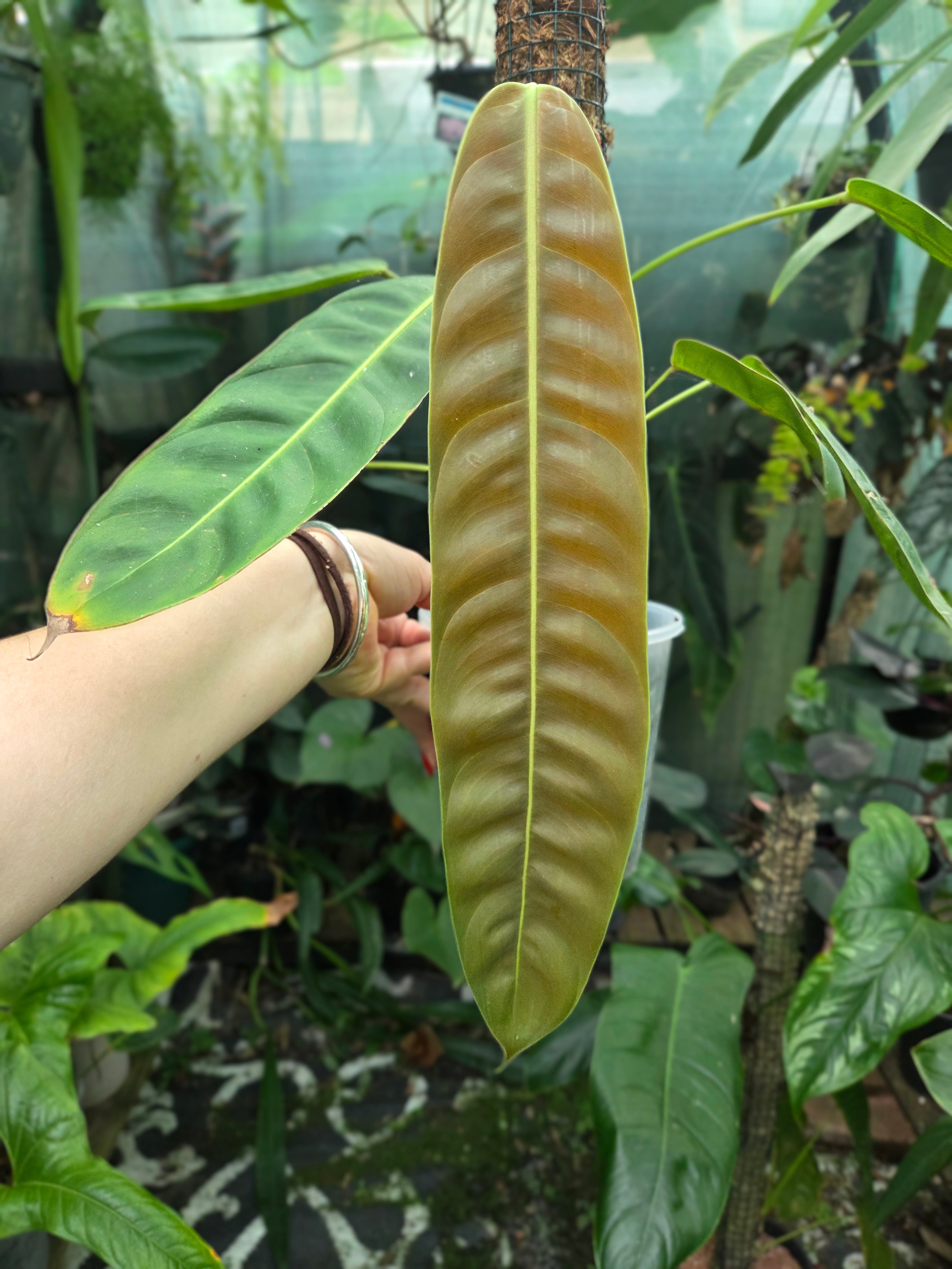 Philodendron Patriciae plantlets- fully acclimatised