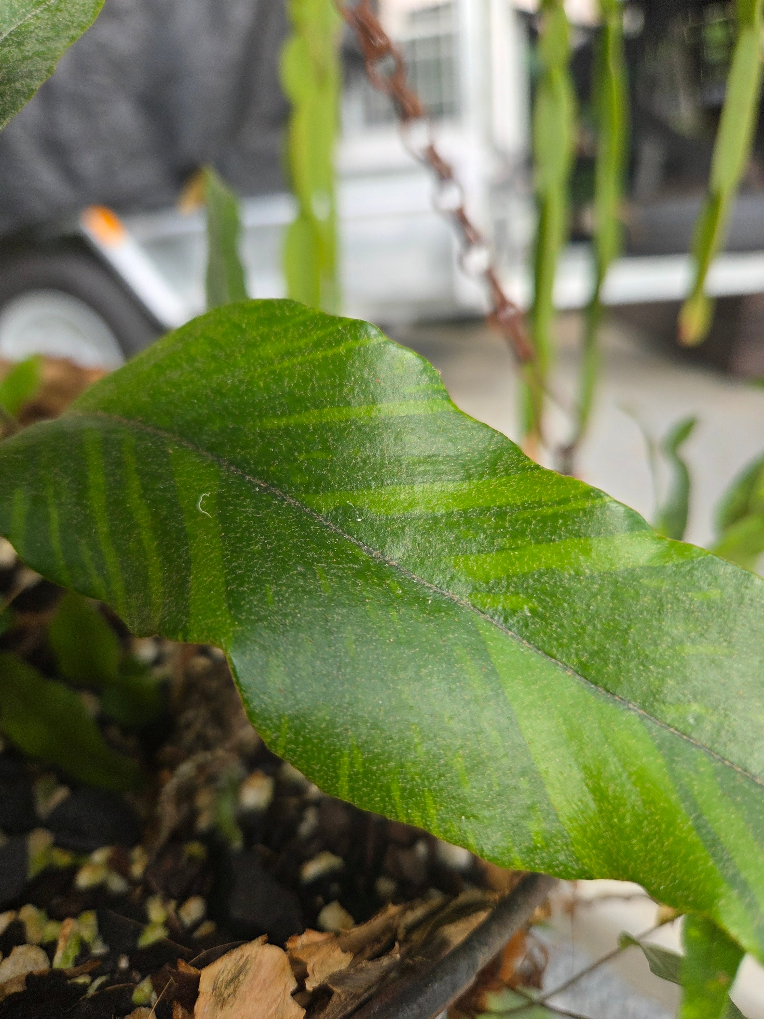 Pyrrosia lingua Variegata