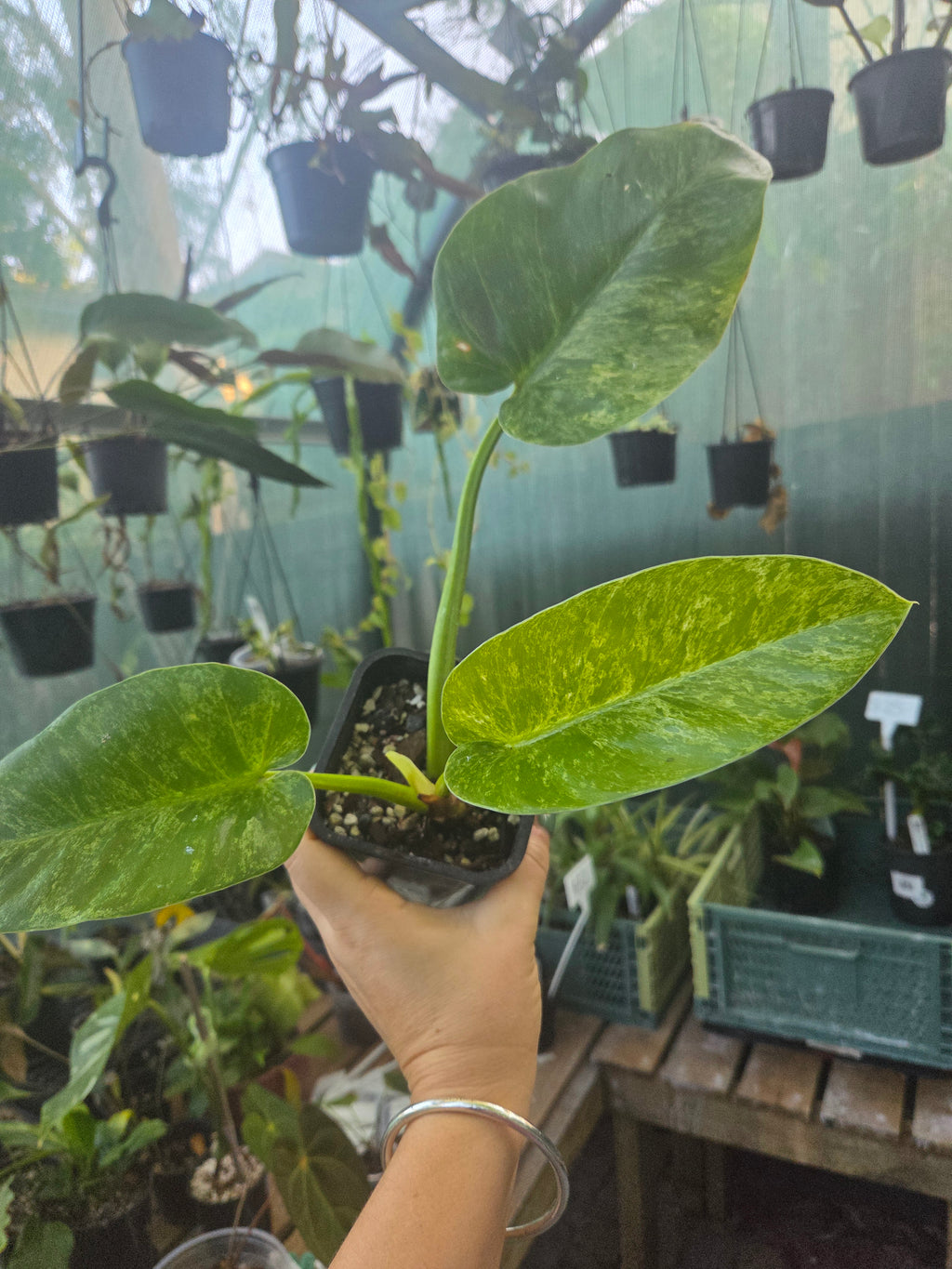 Philodendron blizzard giganteum Rare Variegated plant