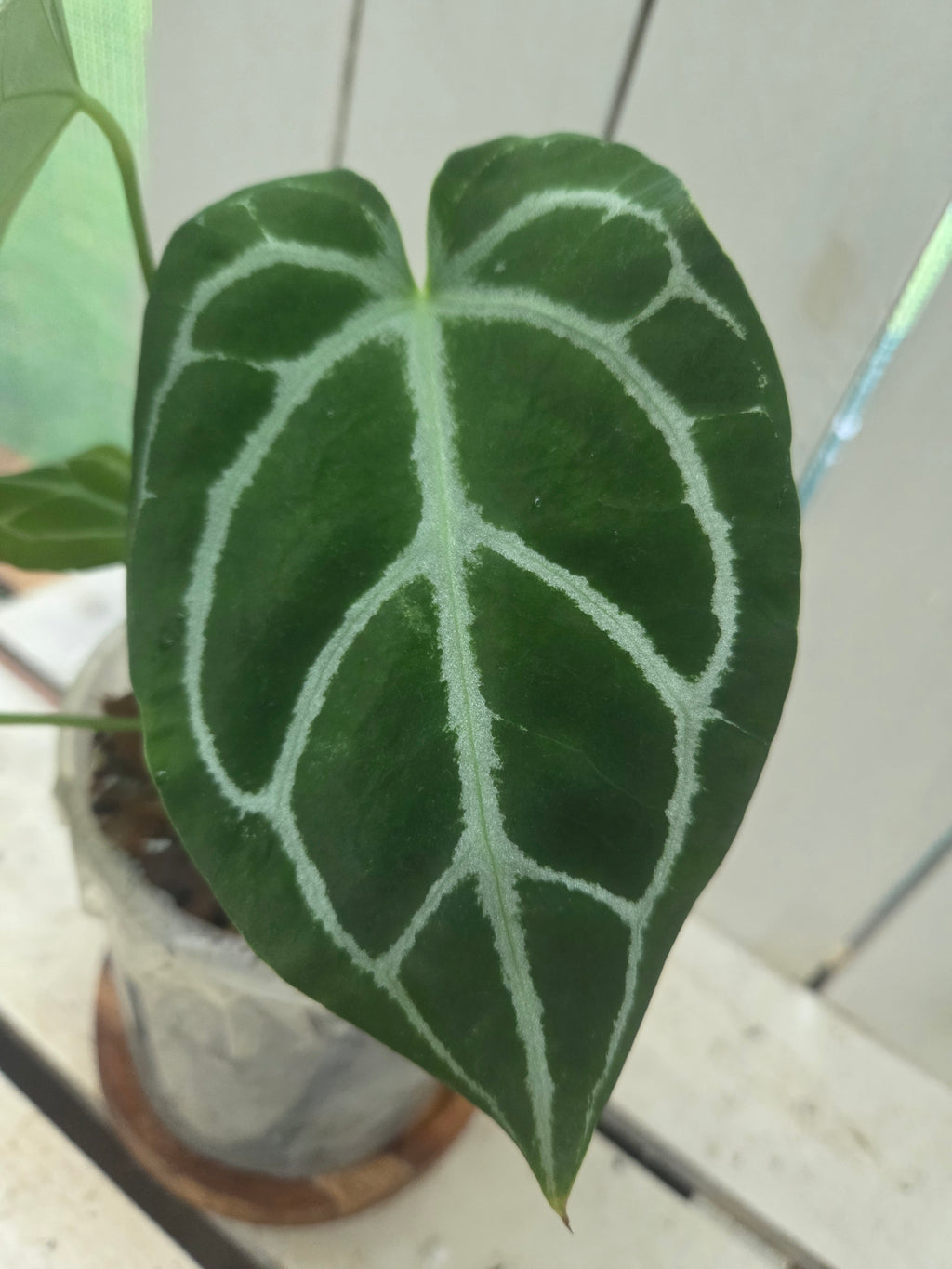 Anthurium Dark Crystallinum 145mm pot RARE - imperfections ✨️