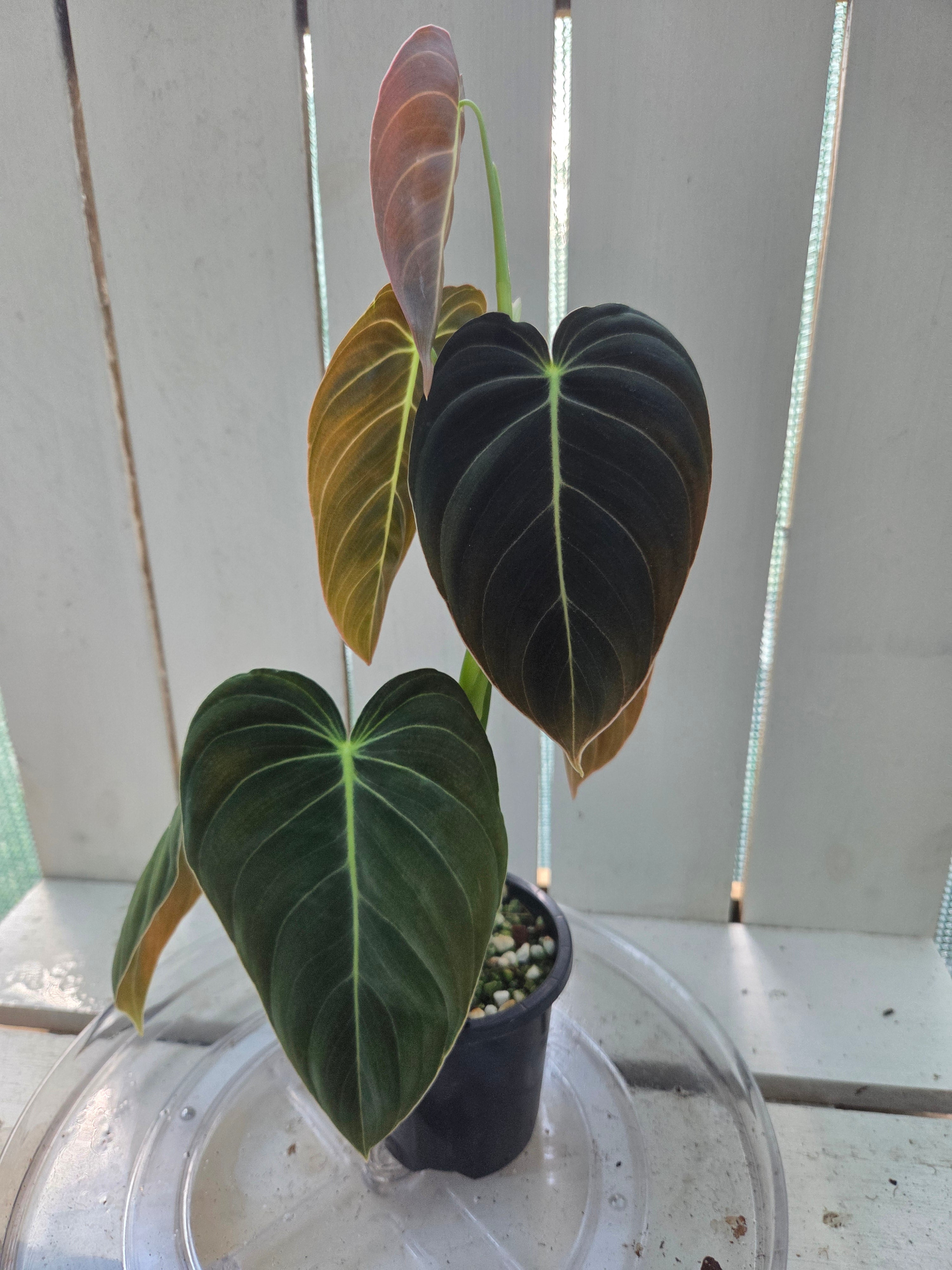 Philodendron Melanochrysum