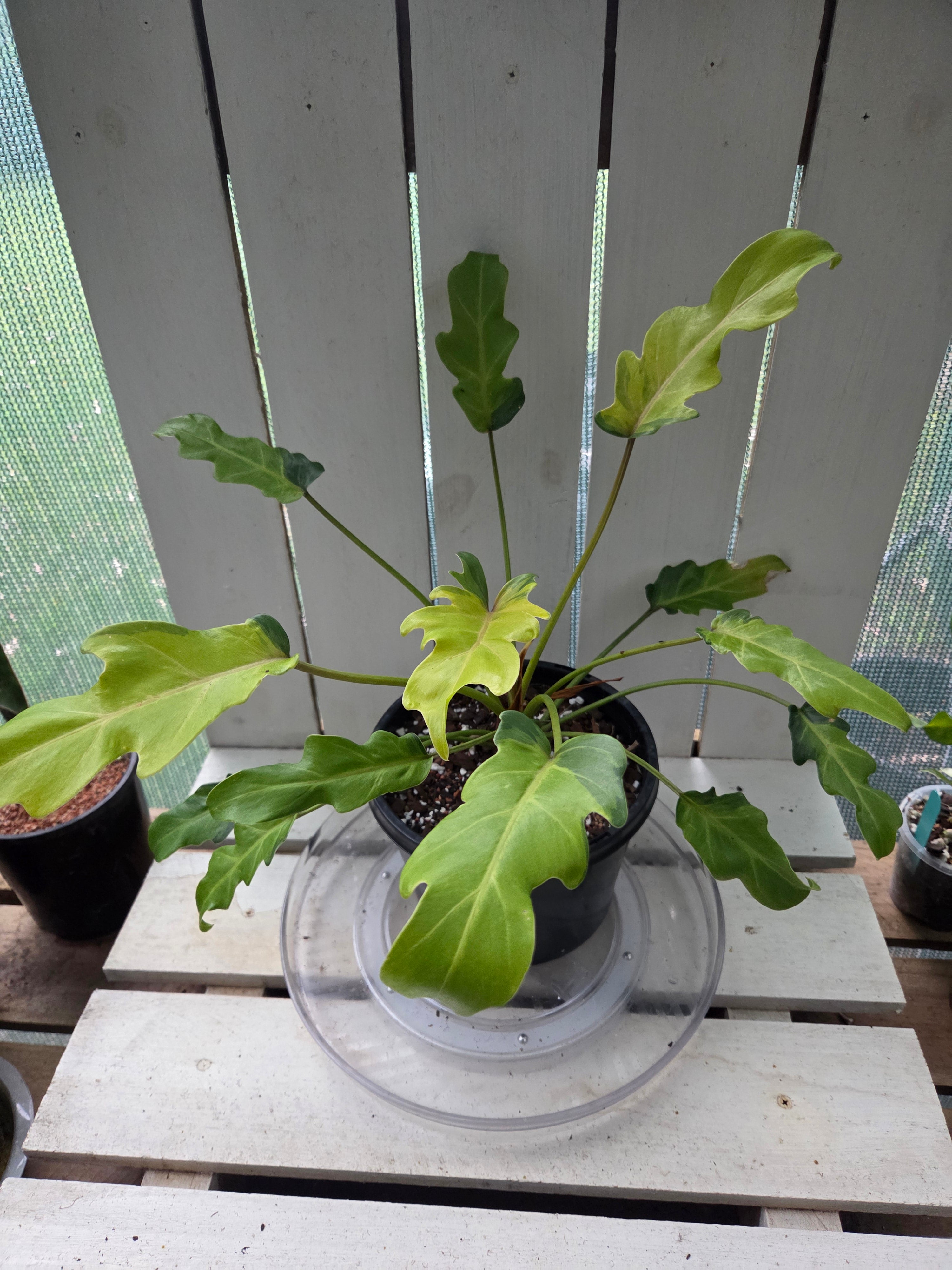 Philodendron Xanadu Variegata RARE PLANT ALERT