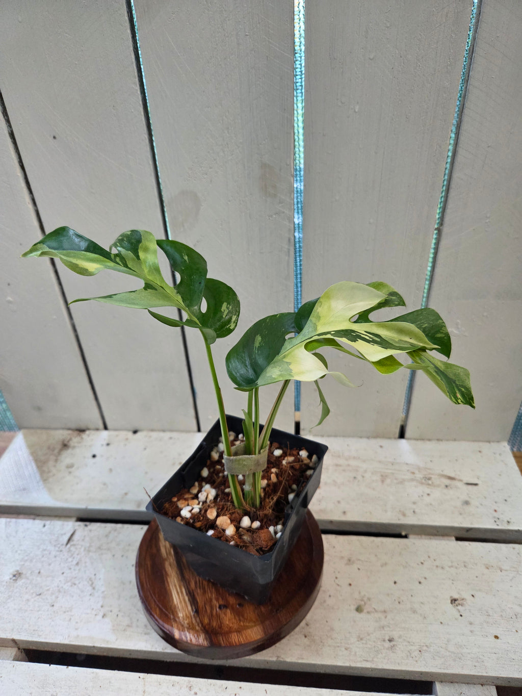 Rhaphidophora Tetrasperma Variegata aka Variegated mini Monstera rare indoor plant
