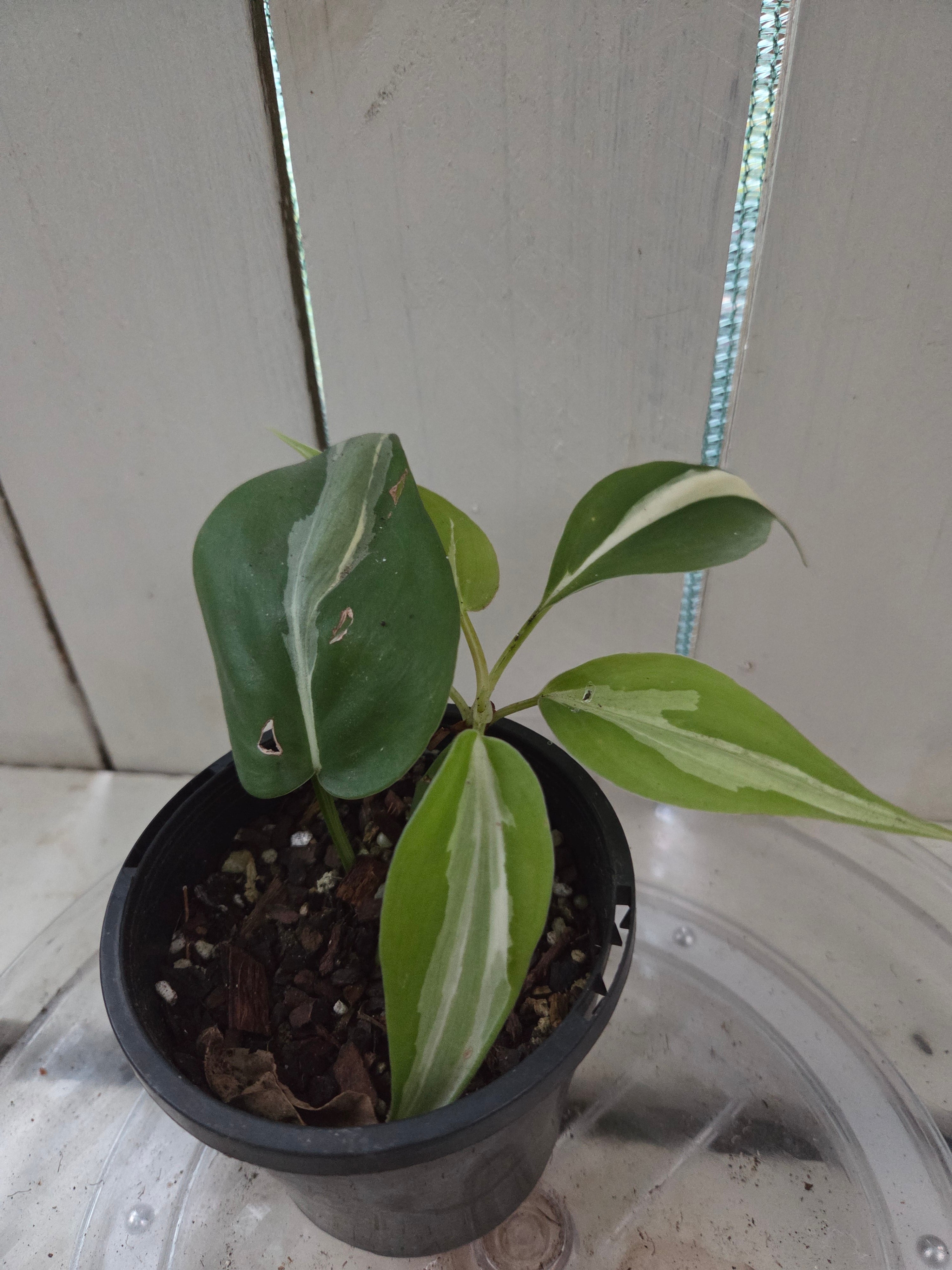 Philodendron Rio