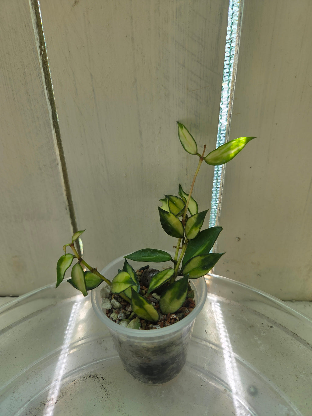 Hoya Lacunosa inner variegata Baby Botanics