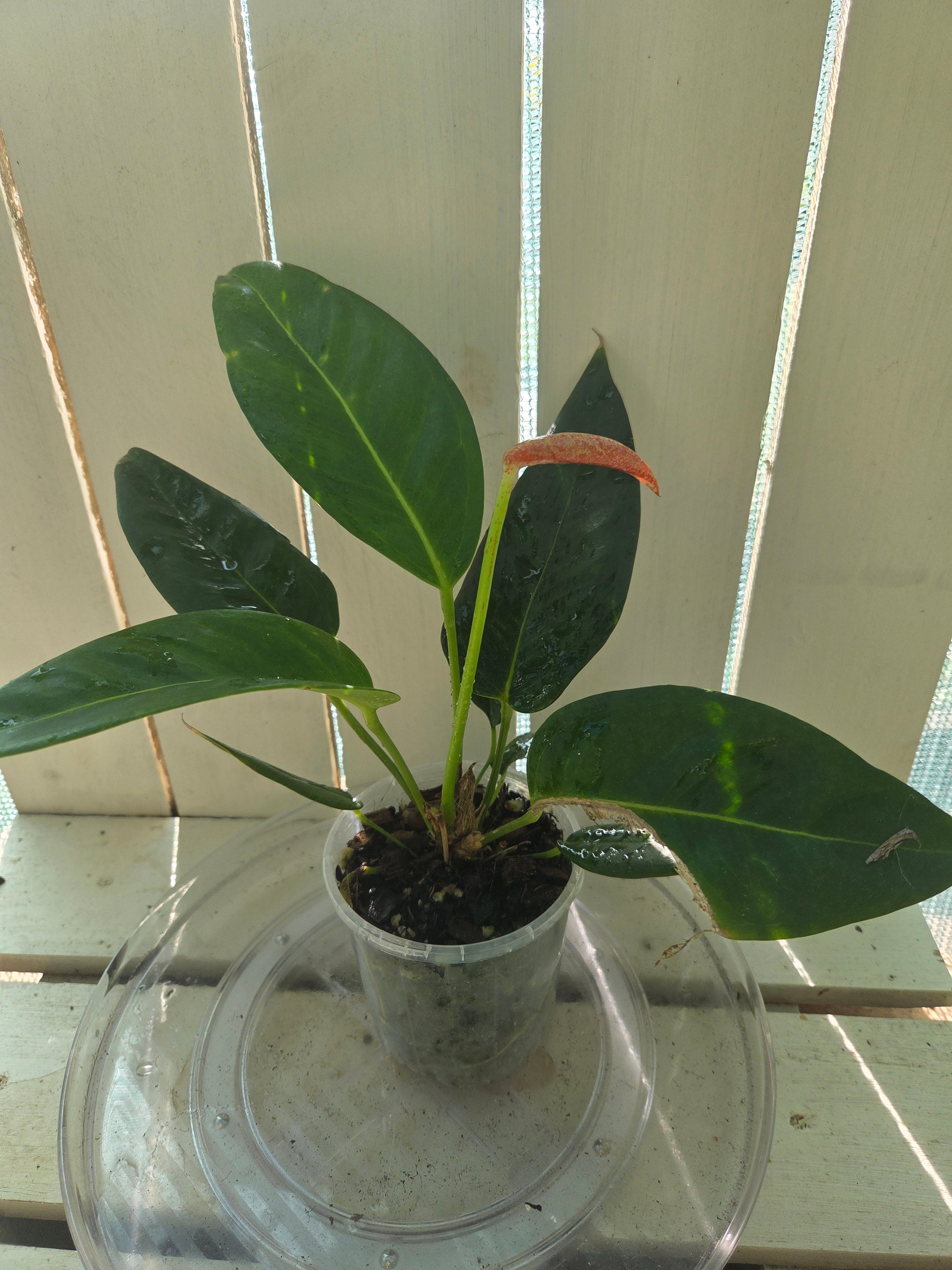 Anthurium Scherzerianum 'Rothschildianum'