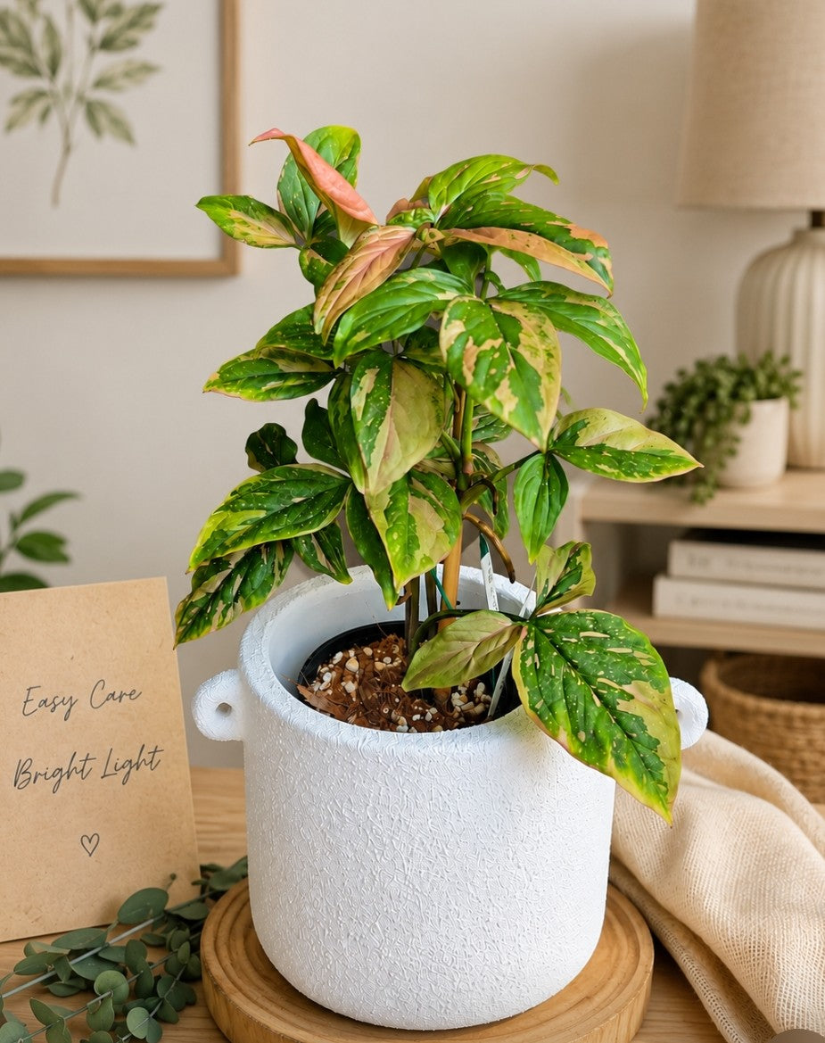 Syngonium Red Spot in White Terracotta textured pot