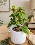 Syngonium Red Spot in White Terracotta textured pot