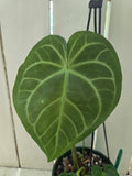 Anthurium Magnificum pure
