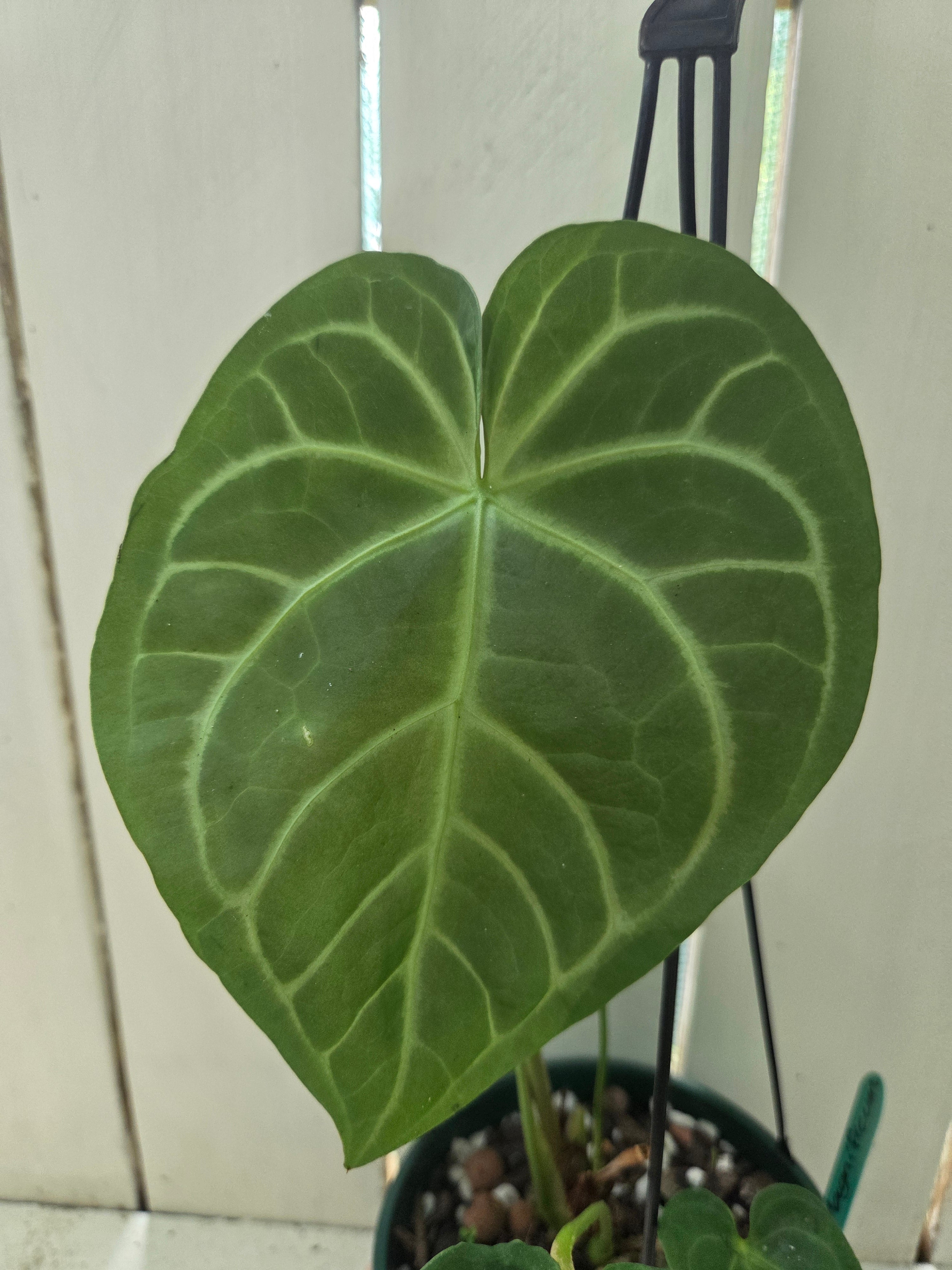 Anthurium Magnificum pure