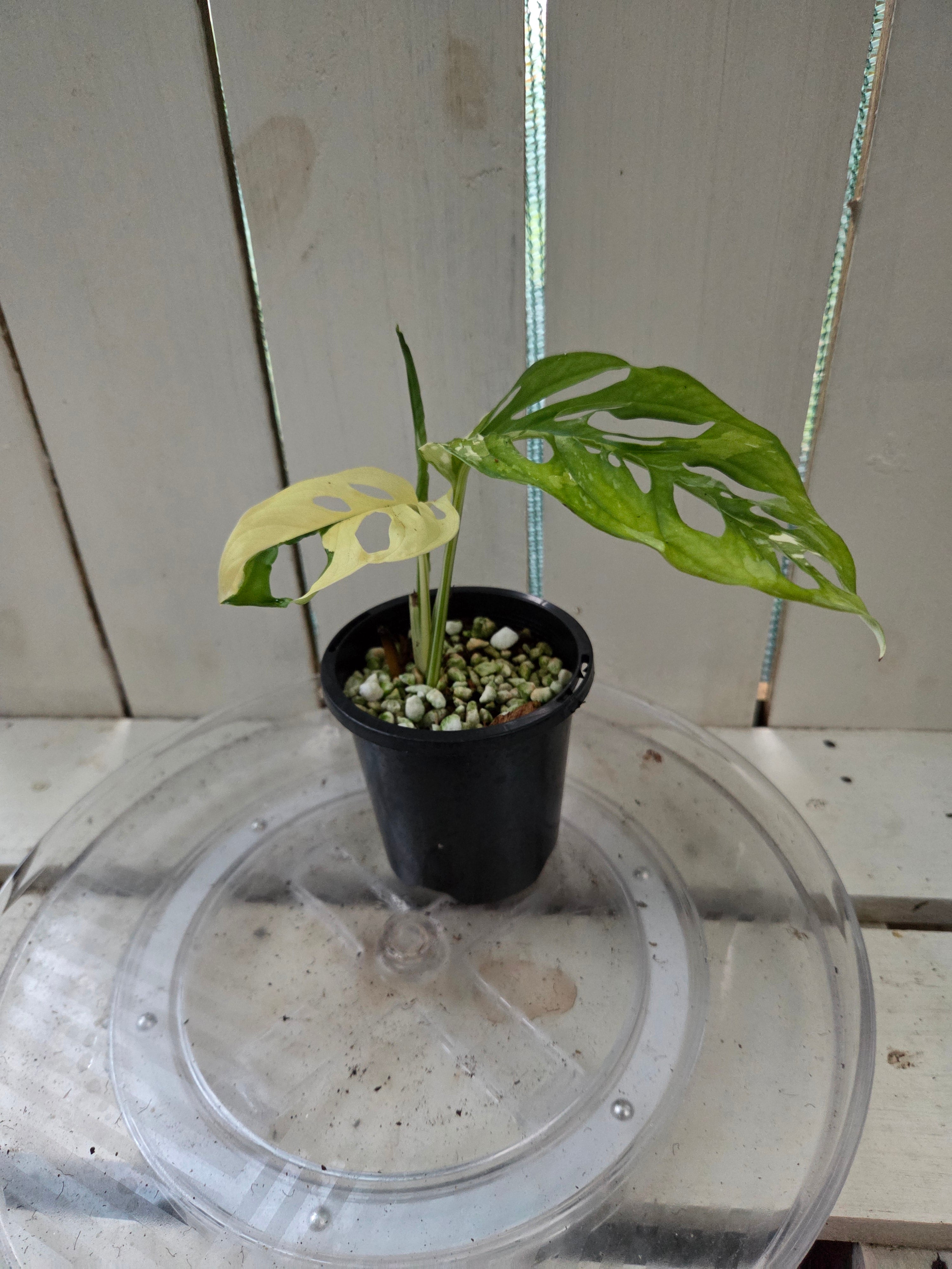 Variegated Monstera Adansonii