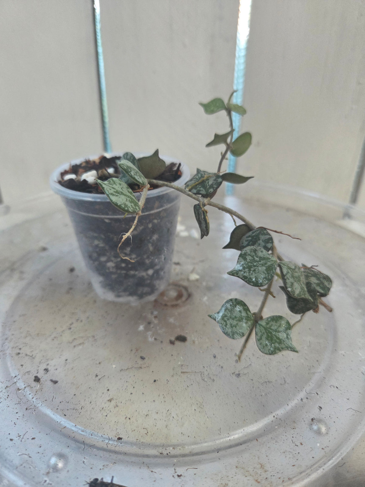 Hoya Curtisii Baby Botanics