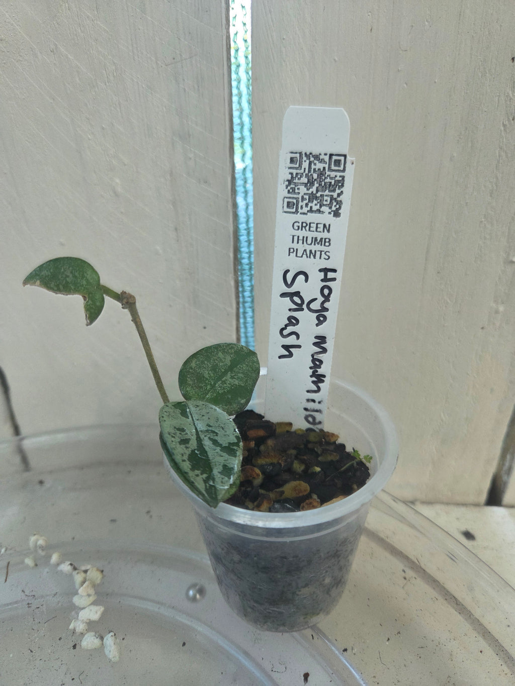 Hoya Mathilde 'Splash' HIGH Variegation Baby Botanics