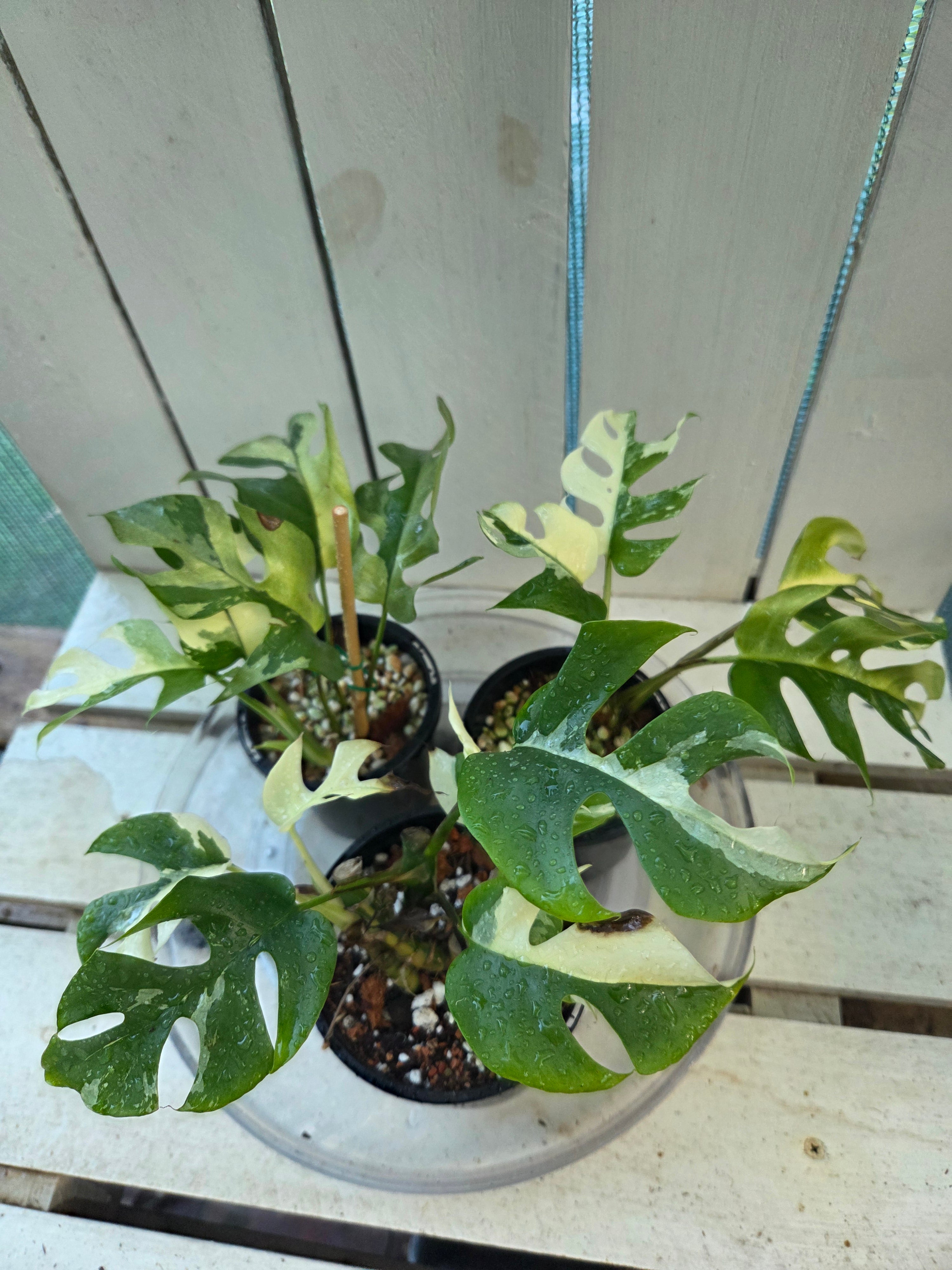 Rhaphidophora Tetrasperma Variegata aka Variegated Mini Monstera rare indoor plant