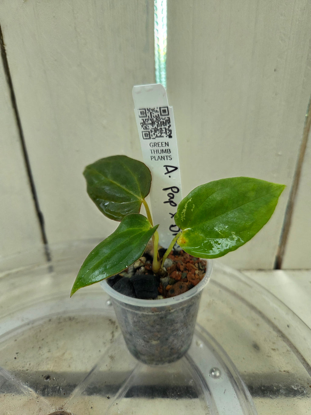 Anthurium Dressleri x Papillilaminum Baby Botanics