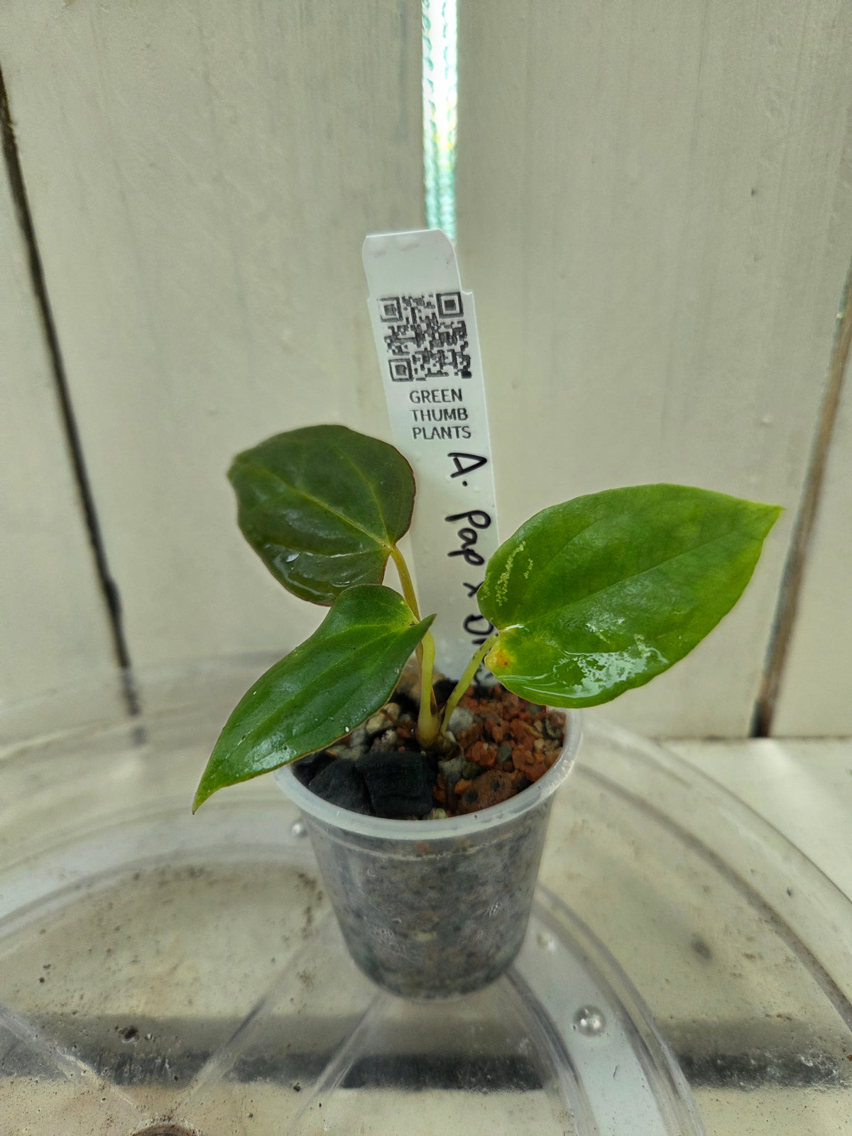 Anthurium Dressleri x Papillilaminum Baby Botanics