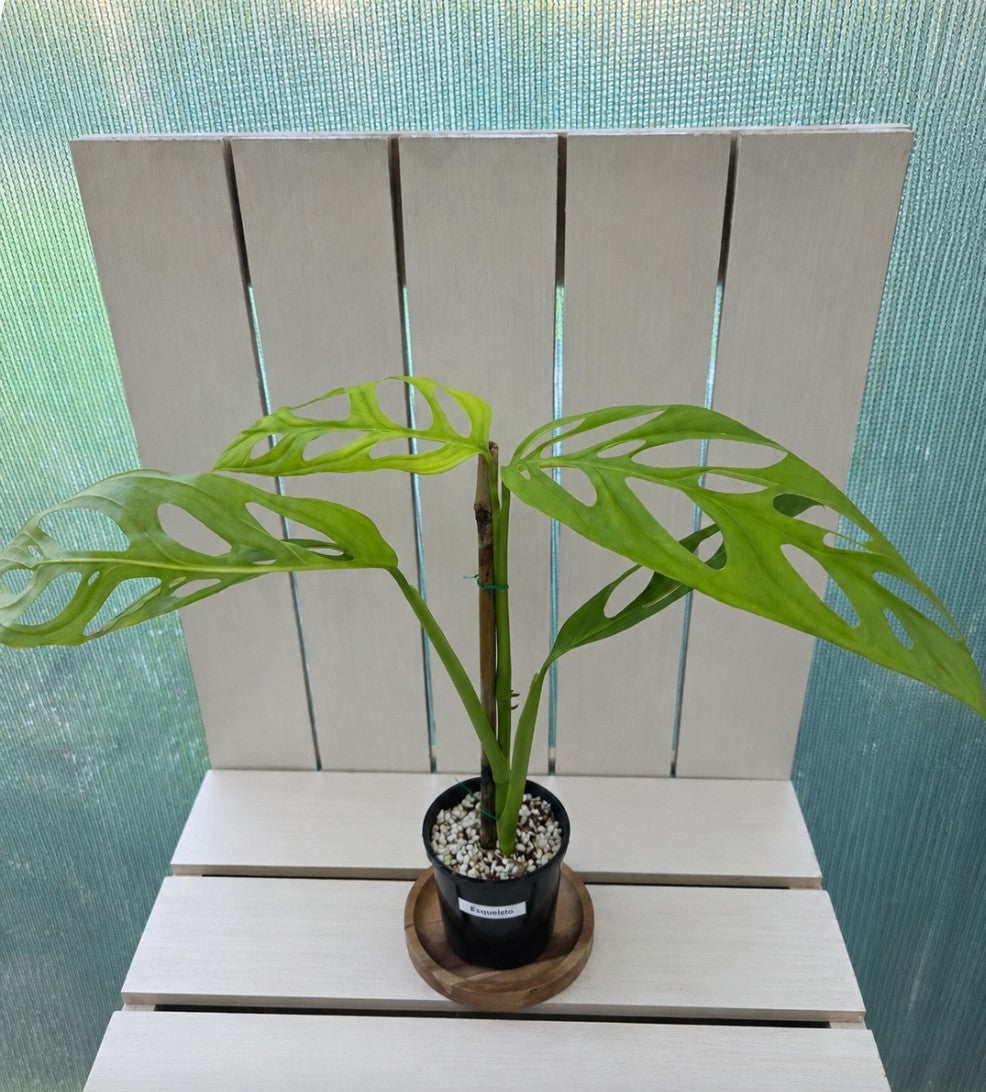 Monstera Esqueleto 90mm pot rare indoor plant - climbing aroid