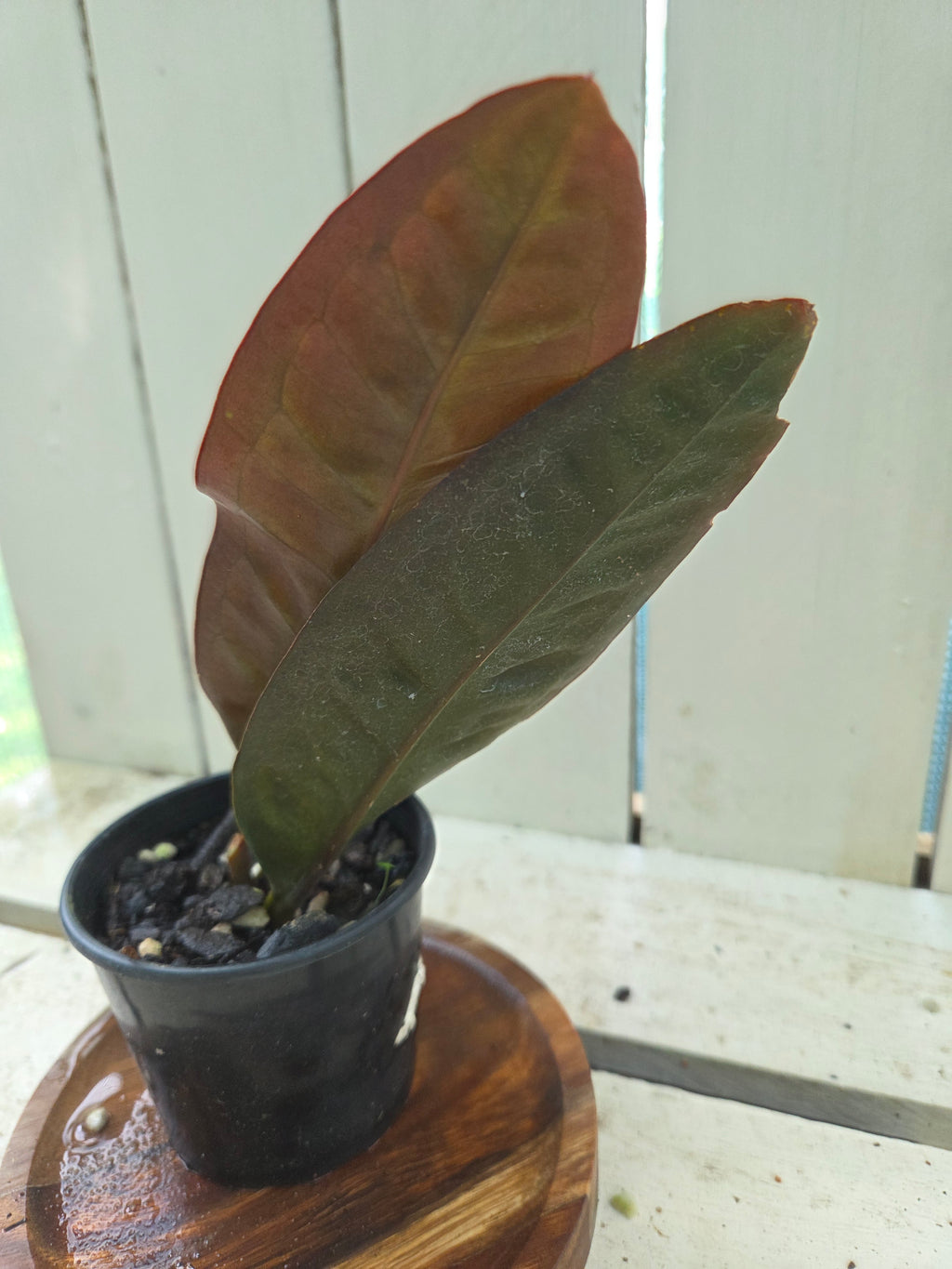 Anthurium Superbum