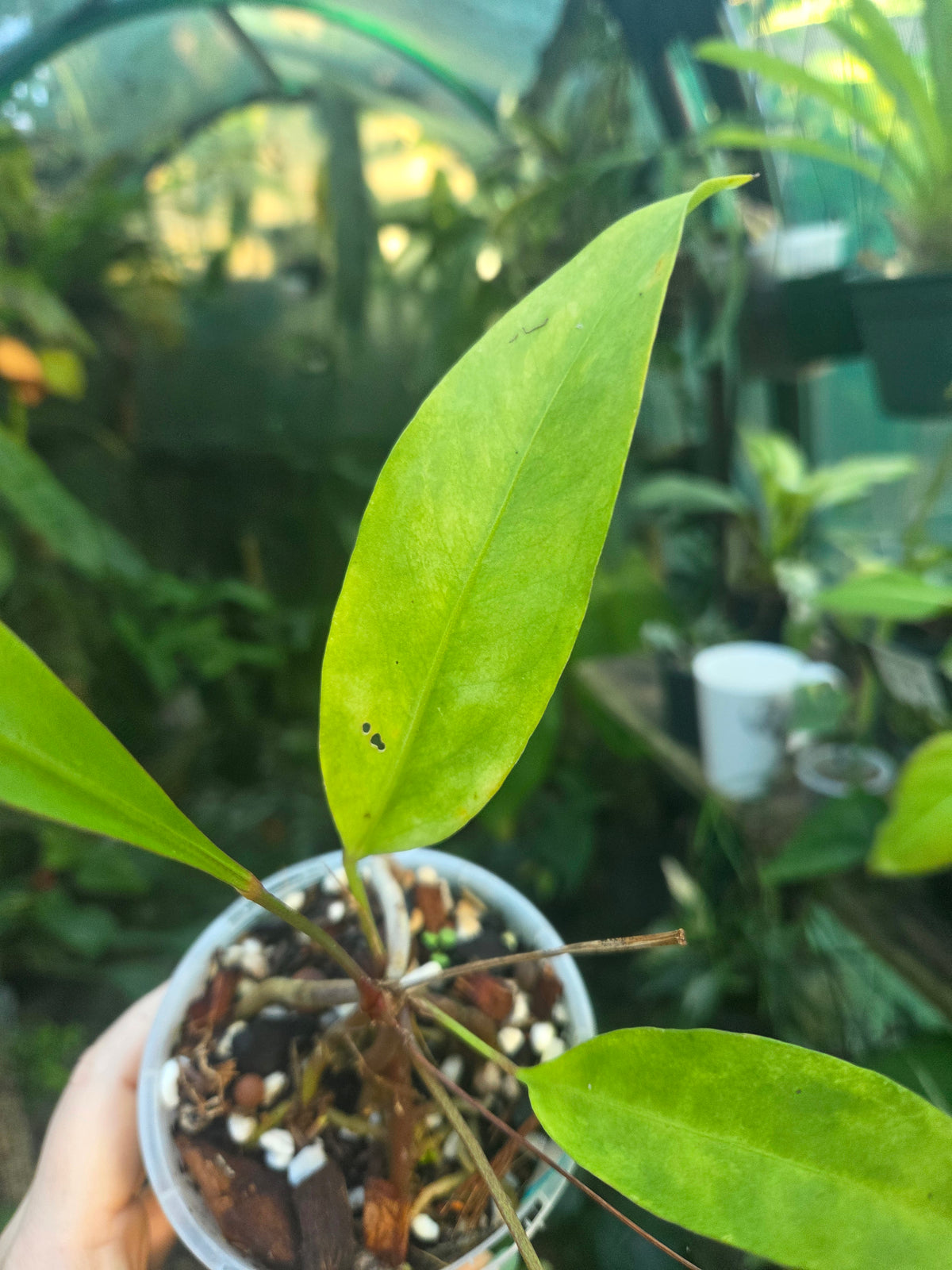 Anthurium Gracile Aurea Variegata RARE PLANT ALERT