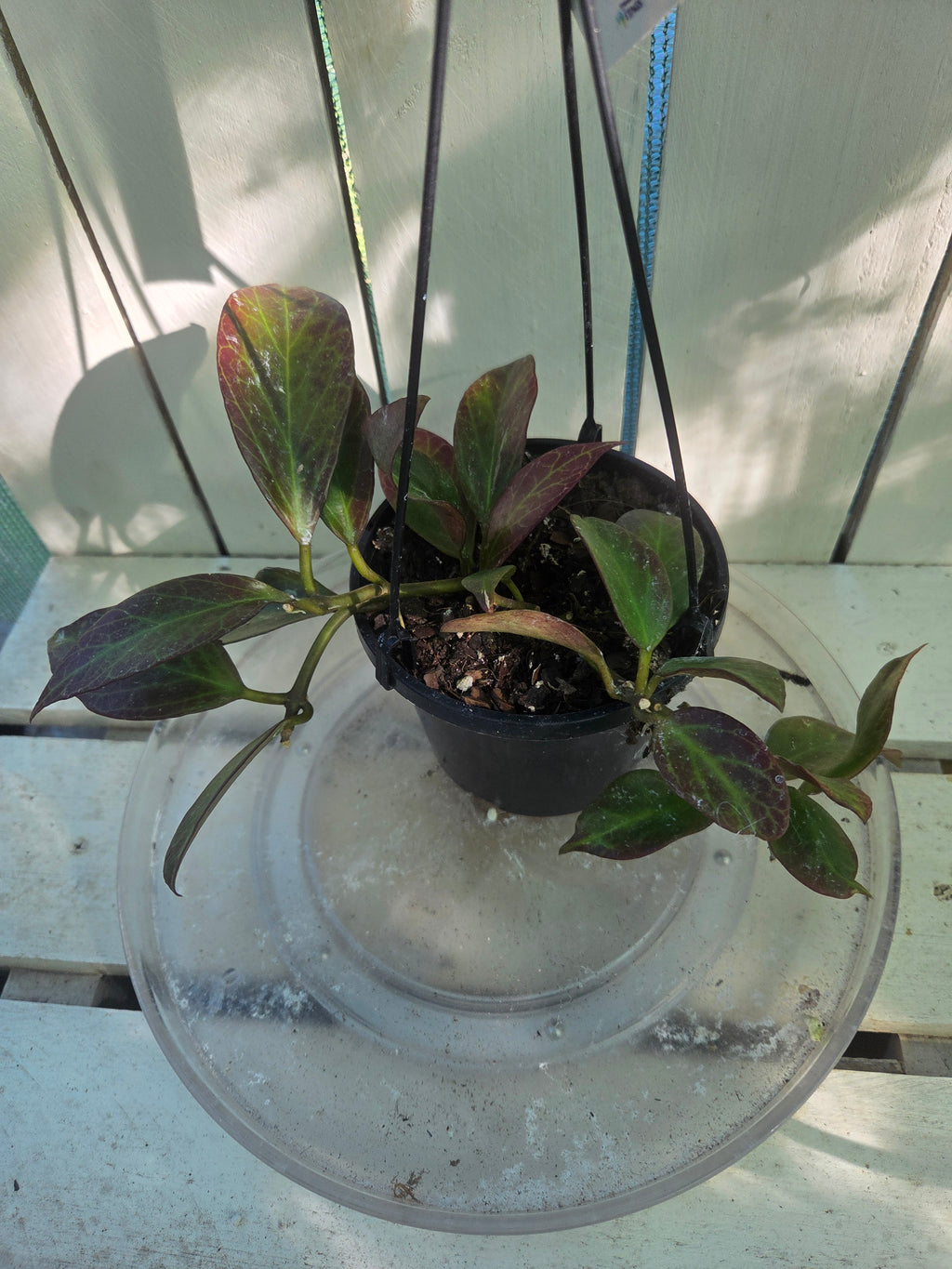 Hoya Sunrise sun stressed plant