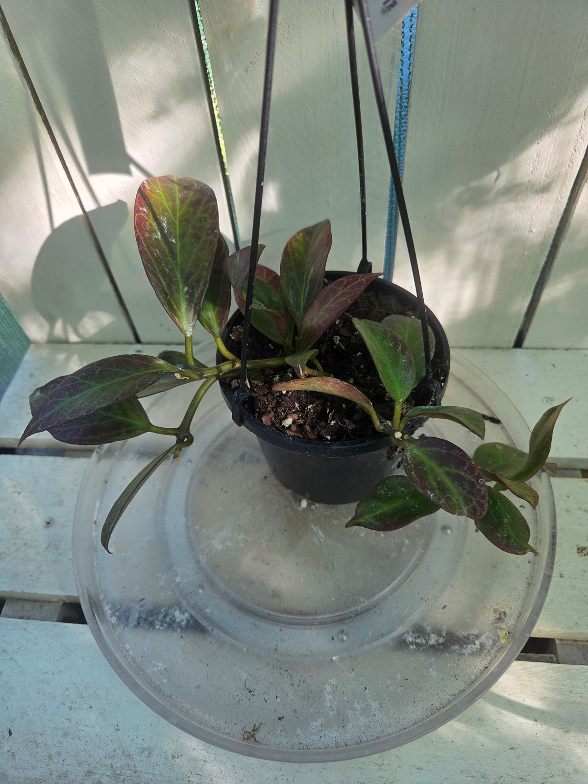 Hoya Sunrise sun stressed plant