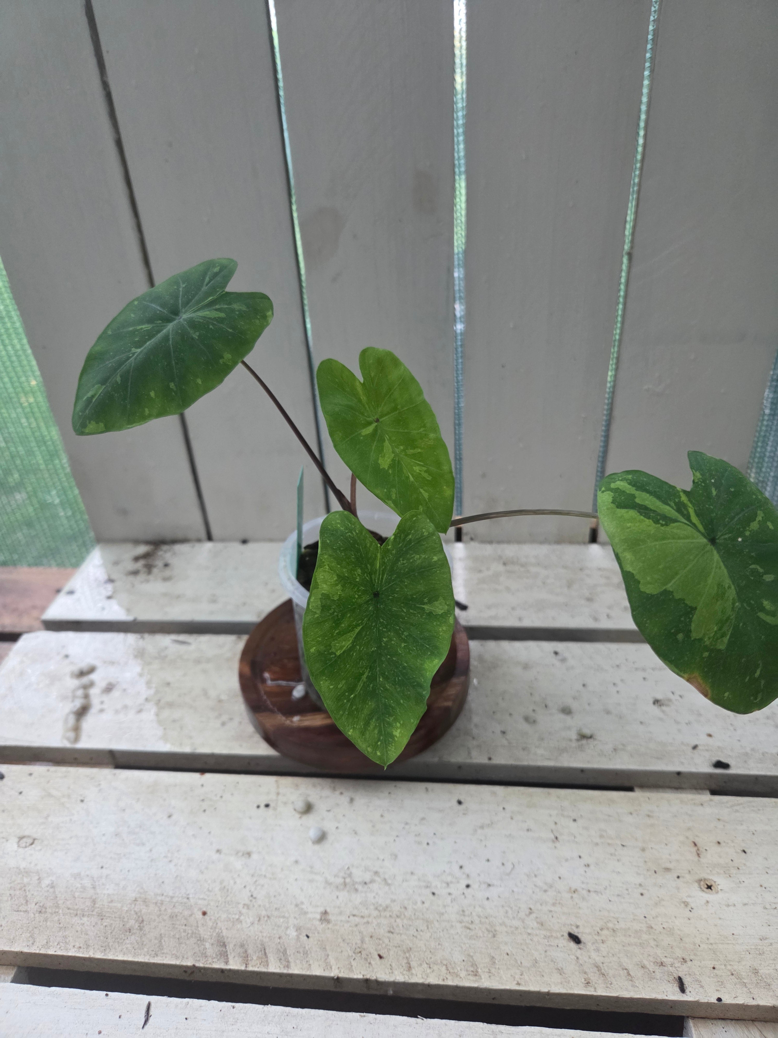 Colocasia limeaide indoor shade plant