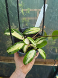 Hoya acuta variegata inner variegation