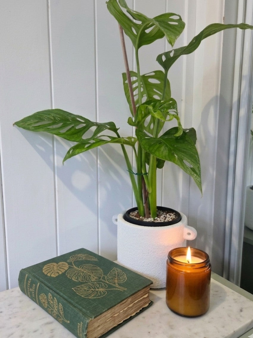 Monstera Adansonii 'Monkey Mask' in white ceramic pot 125mm