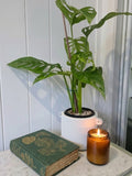 Monstera Adansonii 'Monkey Mask' in white ceramic pot 125mm