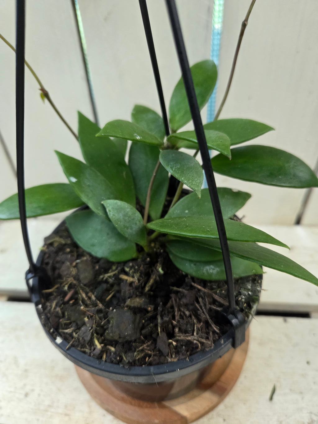 Hoya Micrantha beautiful indoor plant/vine