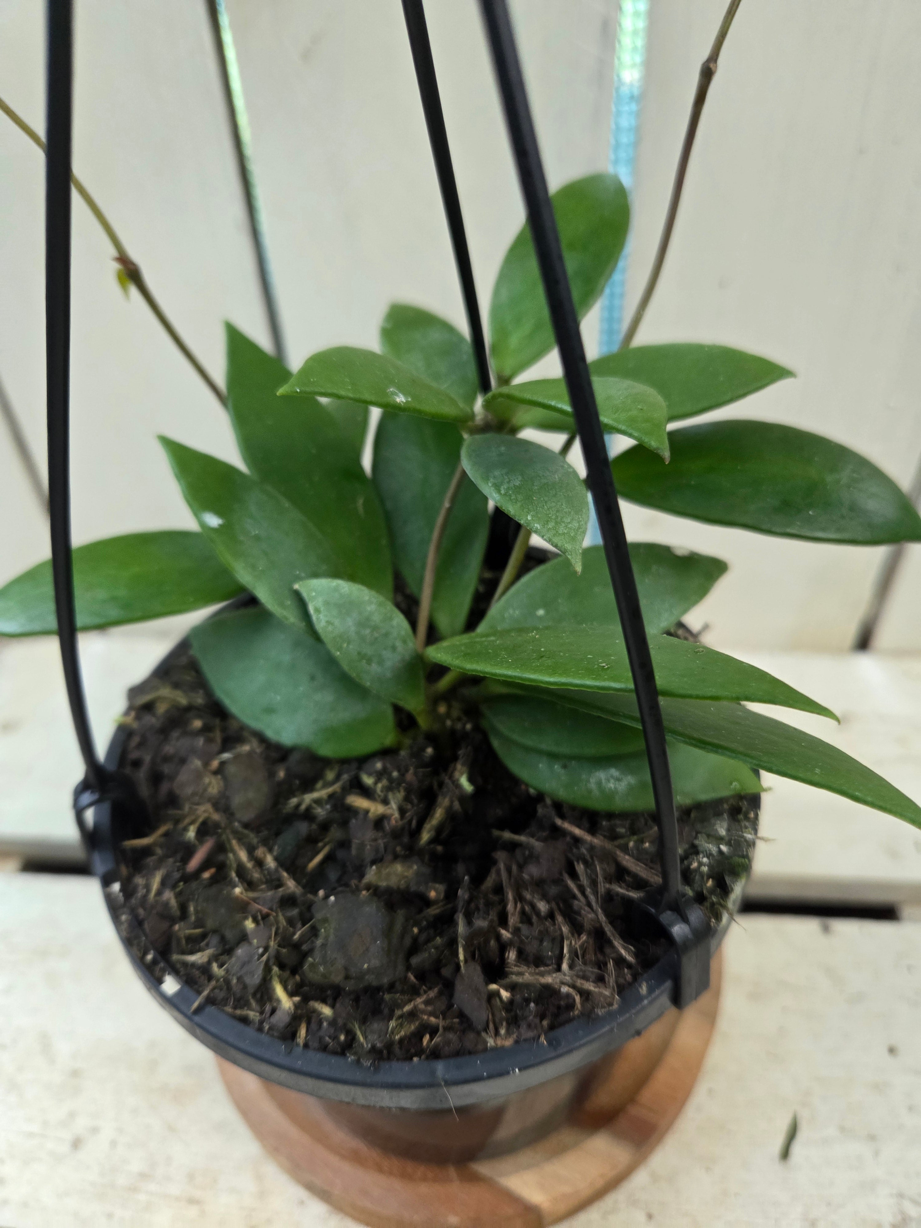 Hoya Micrantha beautiful indoor plant/vine