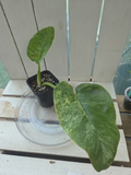 Philodendron blizzard giganteum Rare Variegated plant