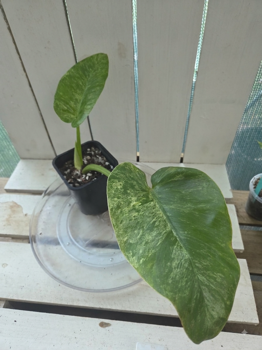 Philodendron blizzard giganteum Rare Variegated plant