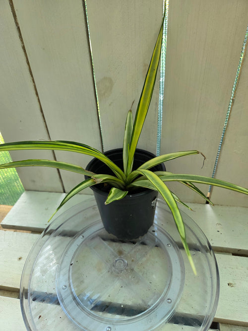 Dracena Parva Variegated