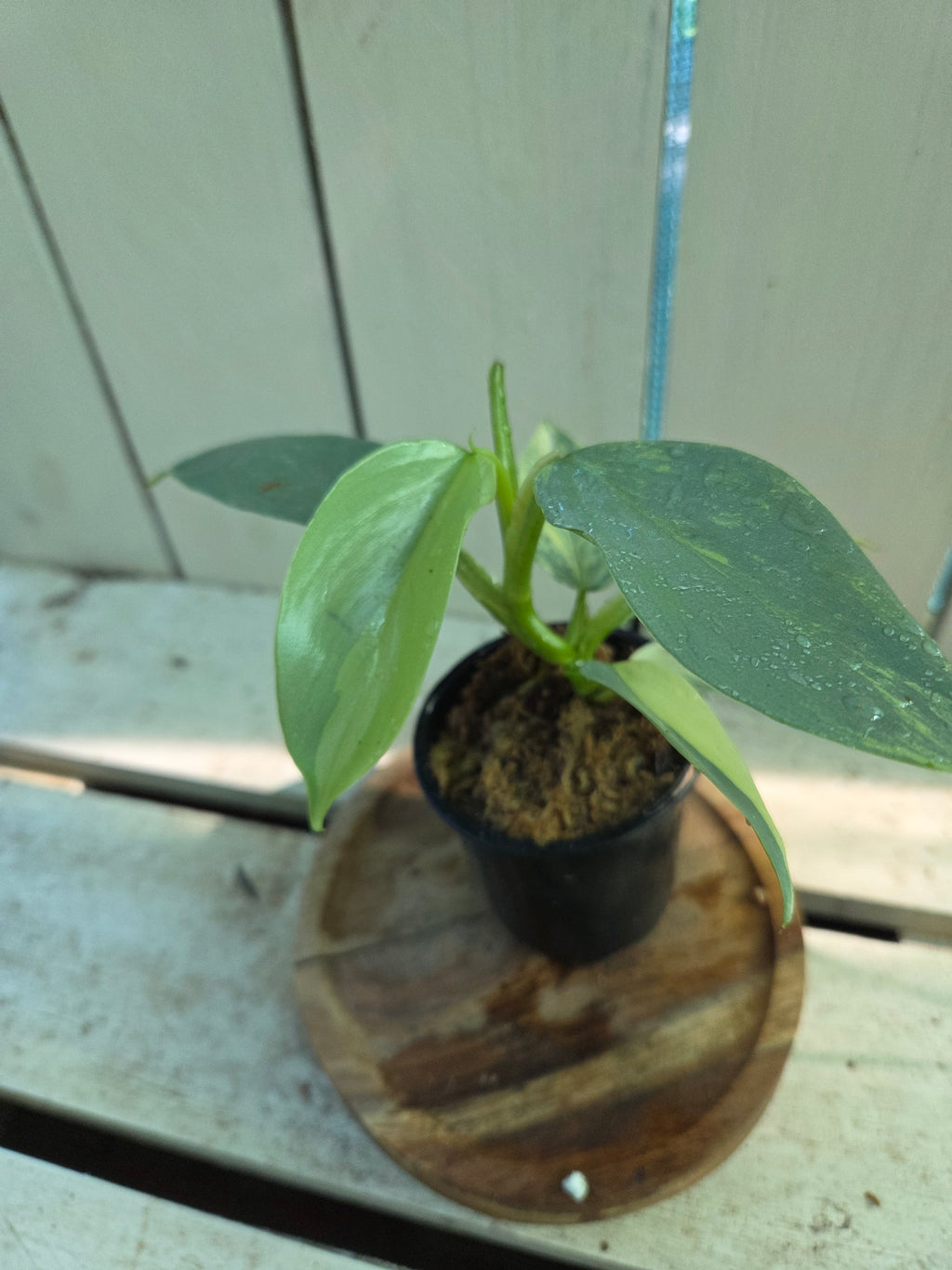 Variegated Philodendron Hastatum aka Silver Sword half moon rare indoor plant