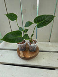 Anthurium Veitchii Narrow form baby plants