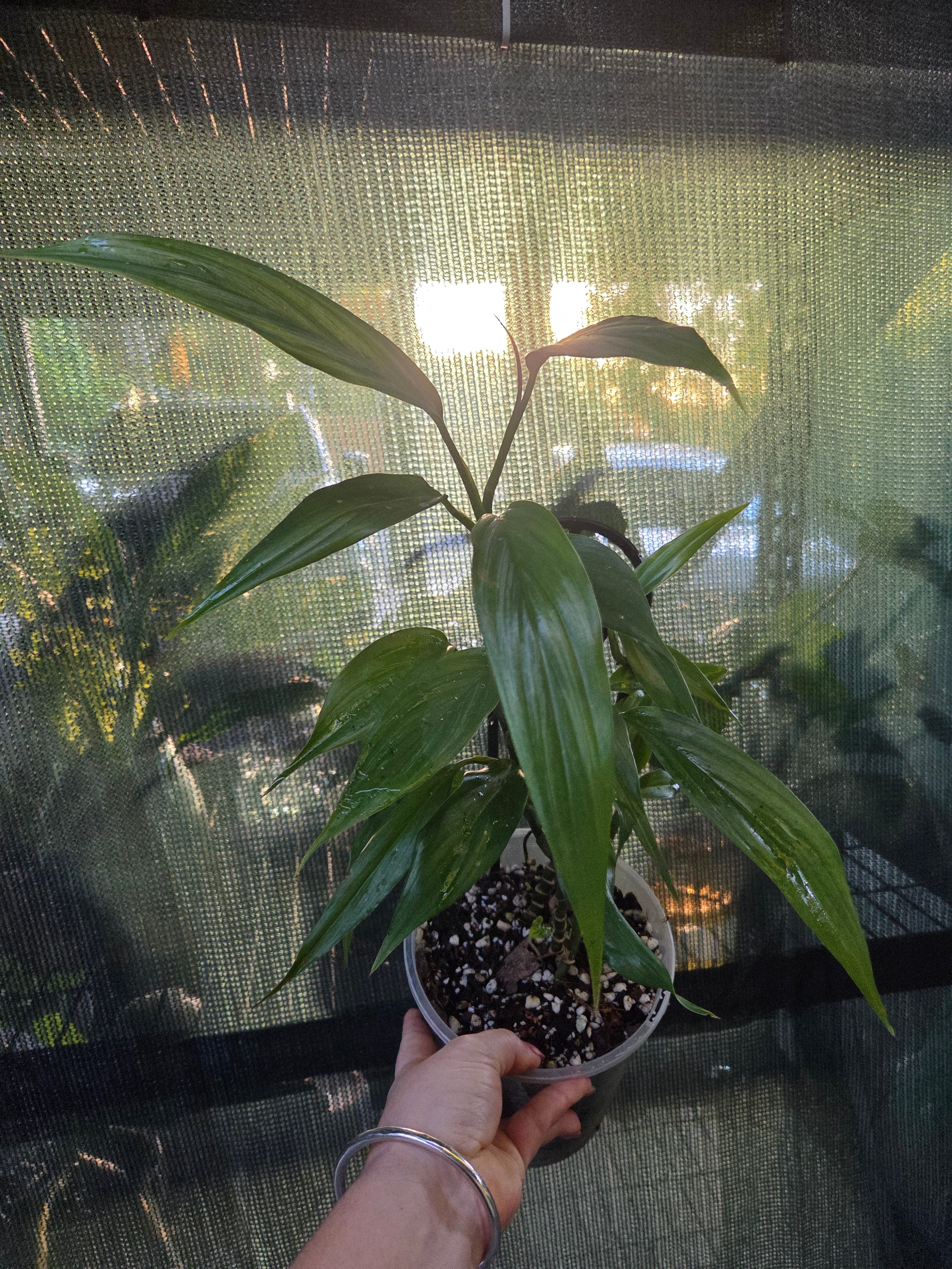 Epipremnum Amplissimum Silver Streak