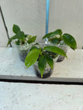 Philodendron Patriciae plantlets- fully acclimatised