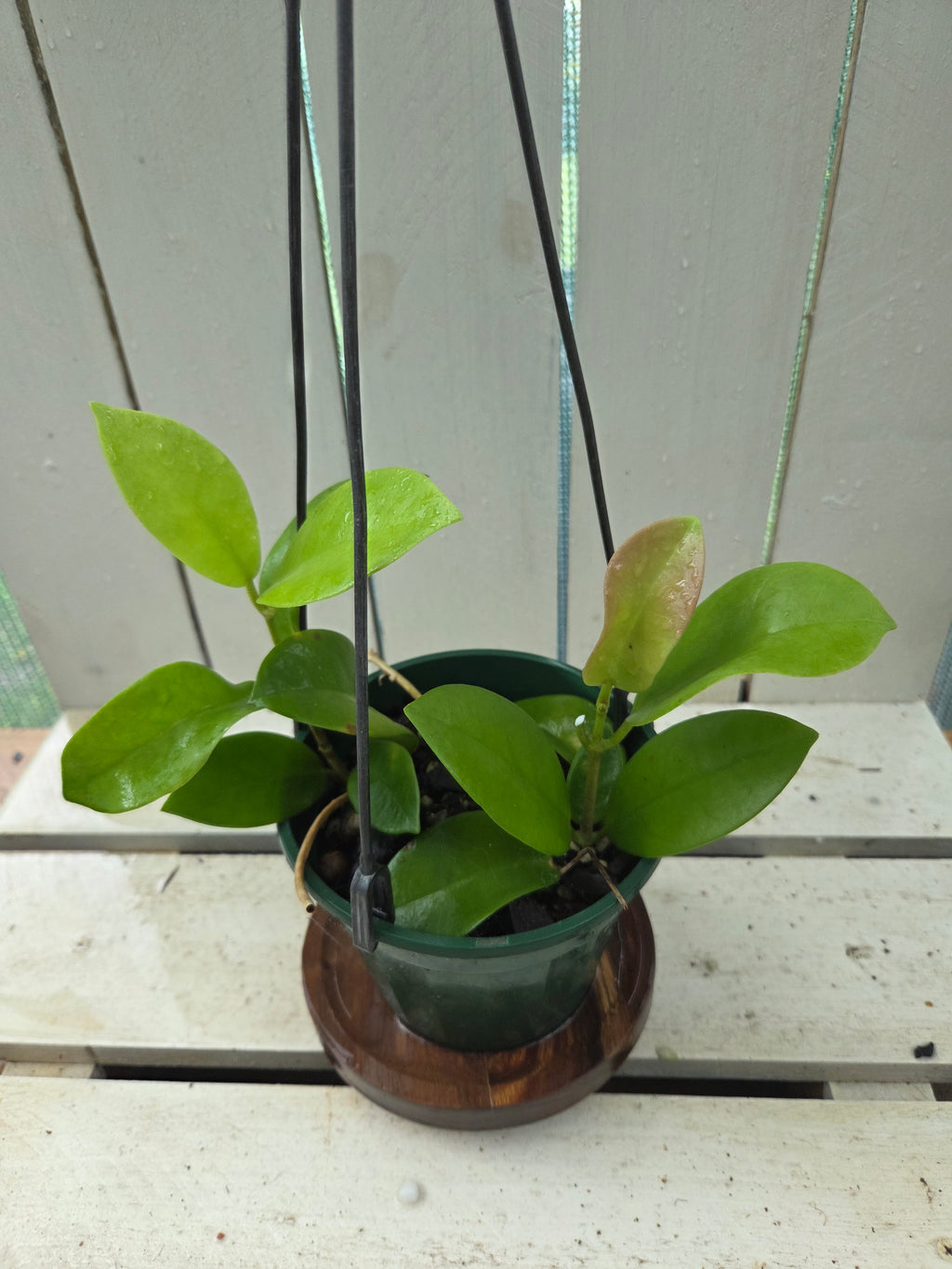Hoya Australis well established plant