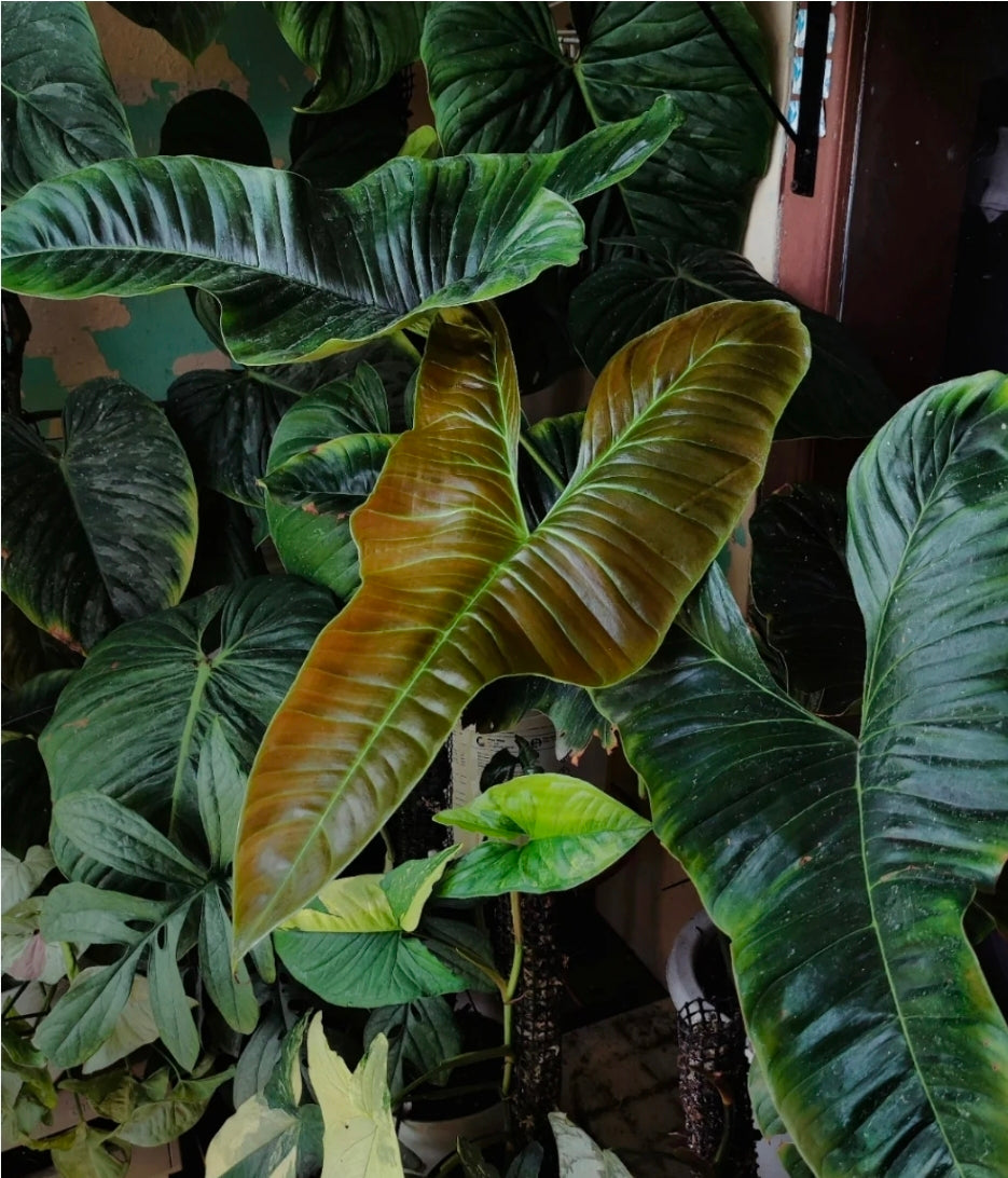 Philodendron Lupinum velvety heart shaped leaves
