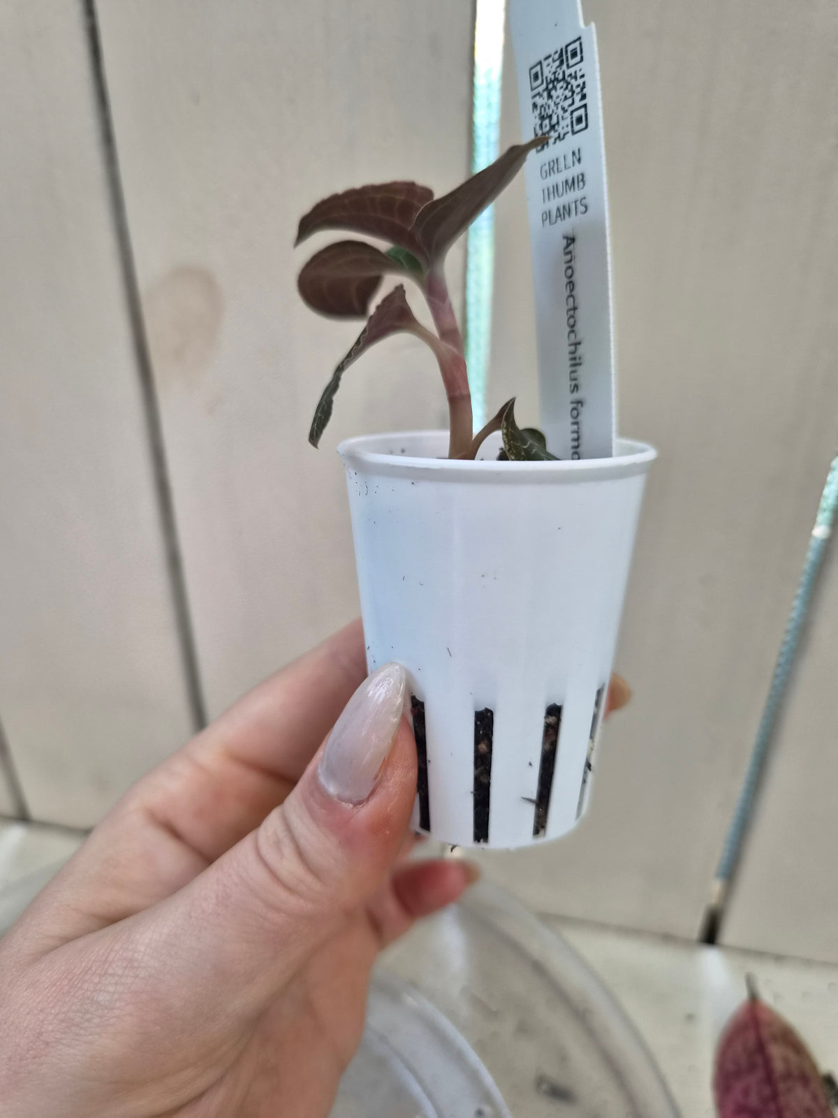 Anoectochilus Formosanus Hayata Jewel Orchid Species - RARE