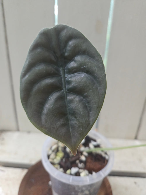 Alocasia Cuprea Red Secret